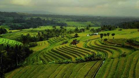 Wet rice fields Stock Photos