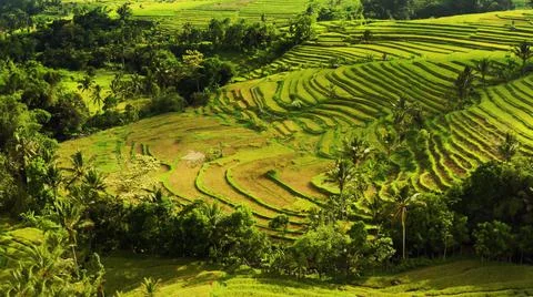 Wet rice fields Foto stock