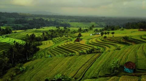 Wet rice fields Stock Photos