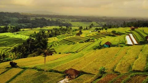 Wet rice fields Stock Photos