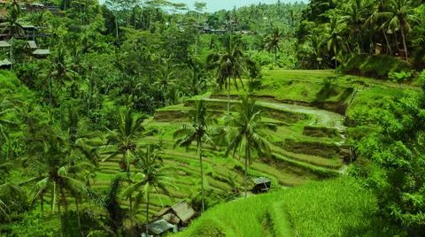 Wet rice fields Stock Photos