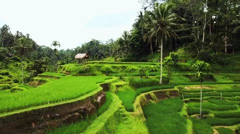 Wet rice fields Foto stock