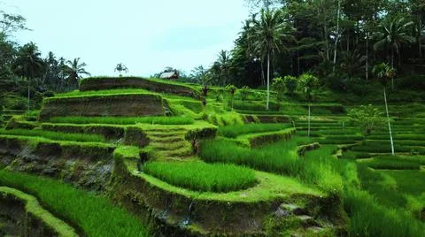 Wet rice fields Stock Photos