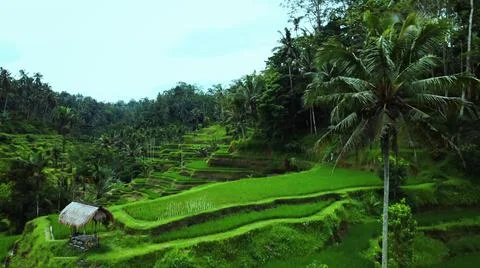 Wet rice fields Stock Photos