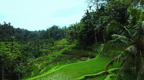 Wet rice fields Stock Photos