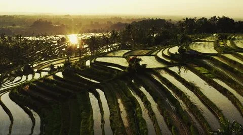 Wet rice fields Stock Photos