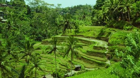 Wet rice fields Stock Photos