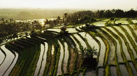 Wet rice fields Foto stock