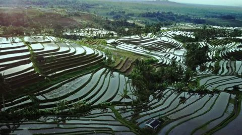 Wet rice fields Foto stock