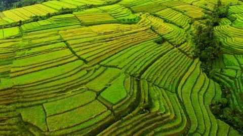 Wet rice fields Foto stock