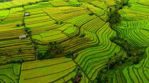 Wet rice fields Foto stock