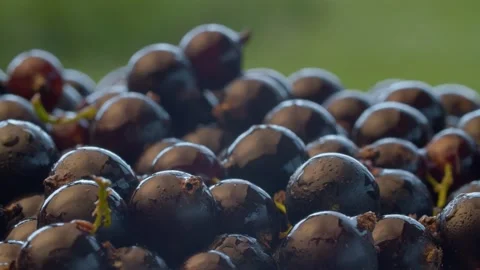 Wet ripe black currant Stock-Footage 137635122