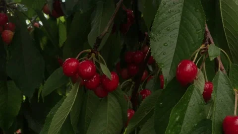 Wet ripe cherry berries in with hell after rain Stock Footage 131926803
