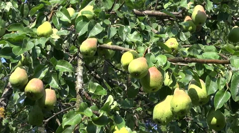 Wet ripe pears on tree branch in garden after rain Stock Footage 48401977