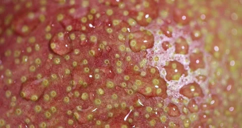 Wet ripe red ripe pears on a blue ceramic bowl on the table, several ripe hard Stock Footage 328079677