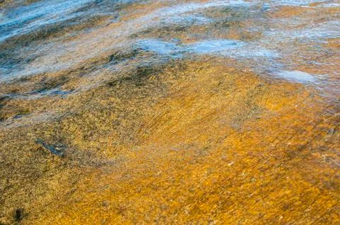 Wet rock surface with yellow algae Stock Photos