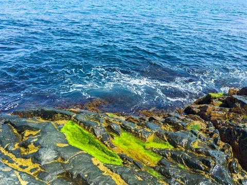 Wet rocks and green algae by the ocean under bright sunlight Stock Photos