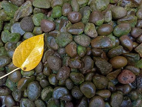 Wet rocks background Foto stock