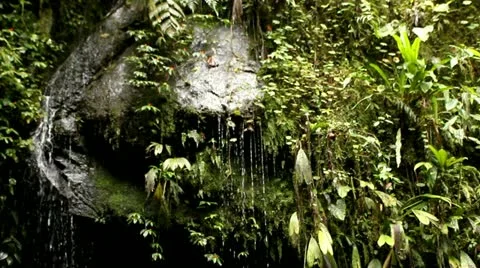 Wet rocks in cloud forest Stock Footage 22024375