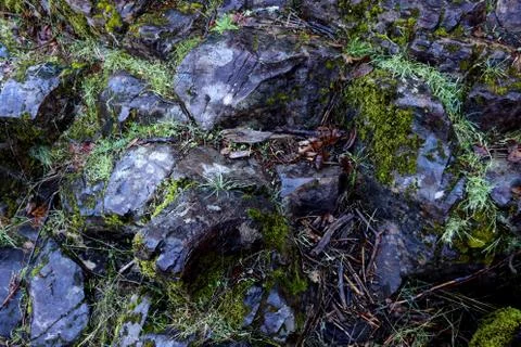 Wet rocks Stock Photos