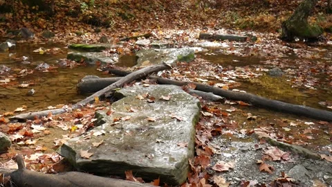 Wet rocks with small branches on them in the forest during fall Vídeo Stock 141764992