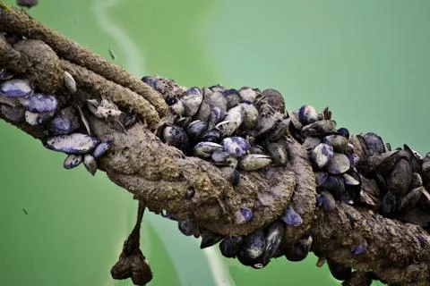 Wet rope with seashells on it Stock Photos