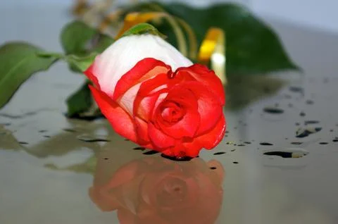 Wet rose Foto stock