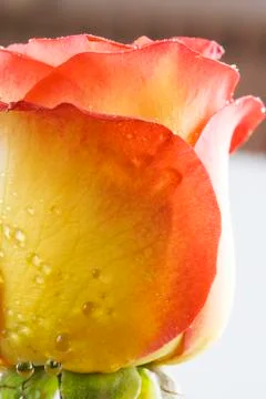 Wet rose Foto stock