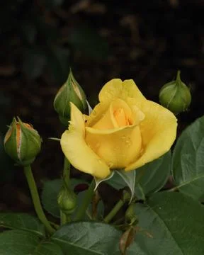 Wet Rose Stock Photos