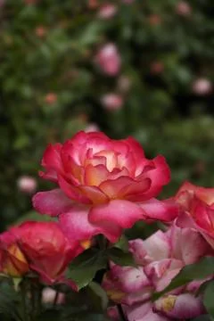 Wet Rose Stock Photos