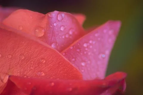 Wet rose Stock Photos