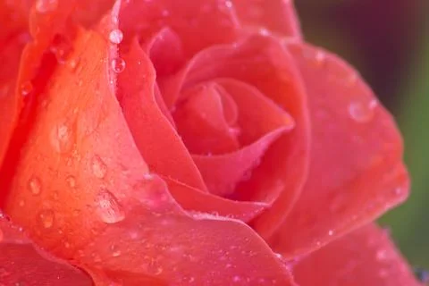 Wet rose Stock Photos