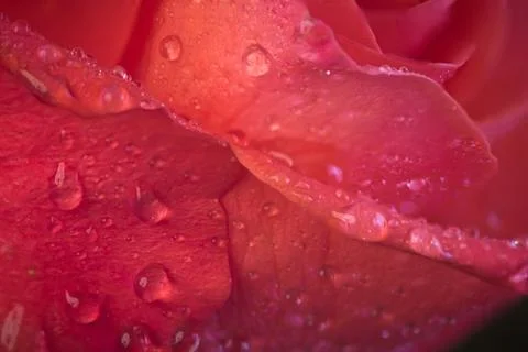 Wet rose Stock Photos