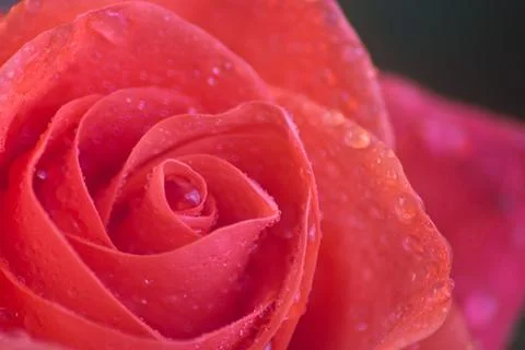 Wet rose Stockfoto's