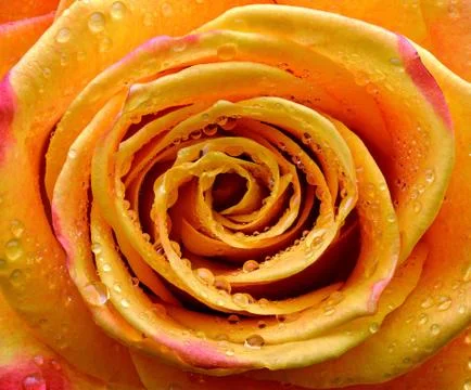 Wet rose Foto stock