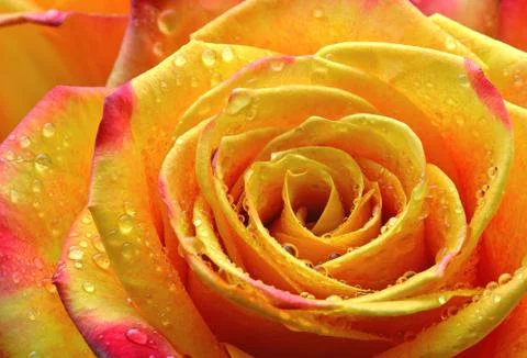 Wet rose Stock Photos