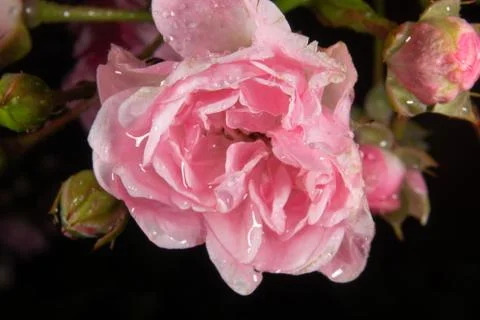 Wet rose Stock Photos