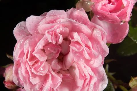 Wet rose Stock Photos