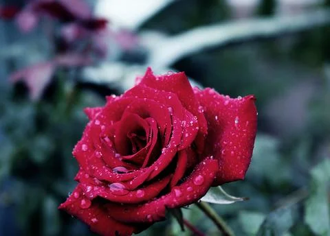 Wet rose Fotos de archivo
