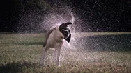 Wet Saint Bernard Dog Shaking Off In Ultra-Slow Motion Stock Footage