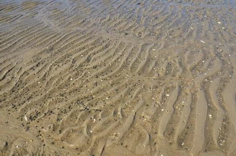 Wet sand with shells and rocks at beach or coast Stock Photos