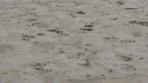 Wet sand on the sides of river and foot prints Video stock 114393512