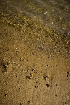 Wet sandy beach with shells and sunlight shimmer Stock Photos
