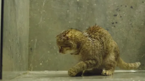 Wet scottish fold kitten playing with falling water drops in shower cabin. Stock Footage 334996203