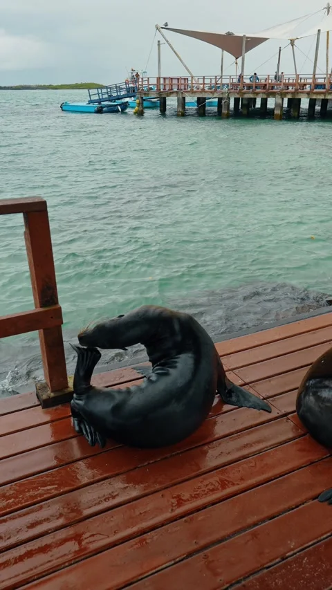 Wet sea lion scratching its muzzle. Galapagos sea lions resting on the wooden Stock Footage 334810455