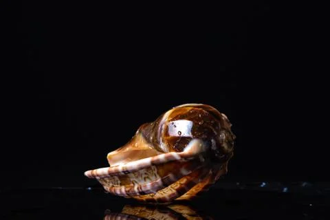 Wet seashell on a wet black background Stock Photos