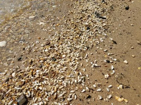 Wet shells on beach shore with sand Stock Photos