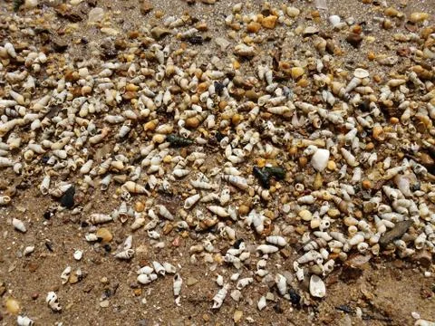 Wet shells on beach shore with sand Stock Photos