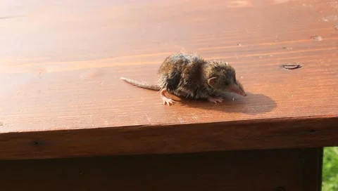 Wet shrew on a table Stock Footage 159669028
