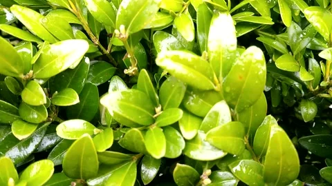 Wet shrub. Stock Footage 238090793
